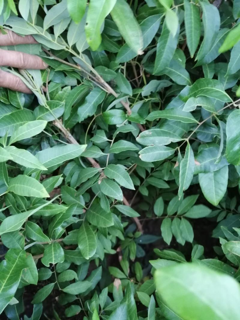 龙眼树苗50~80cm，包成活，包结果