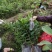 南方水果，台湾四季珍珠番石榴自家基地种植欢迎咨询