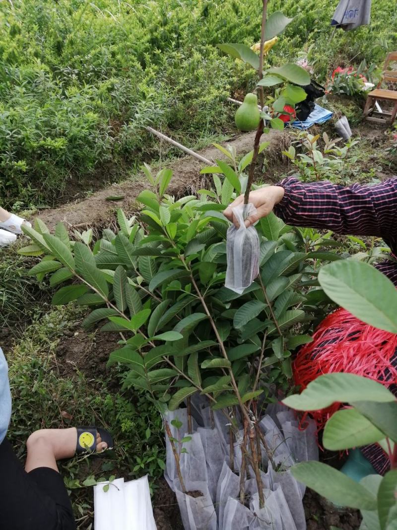 南方水果，台湾四季珍珠番石榴自家基地种植欢迎咨询