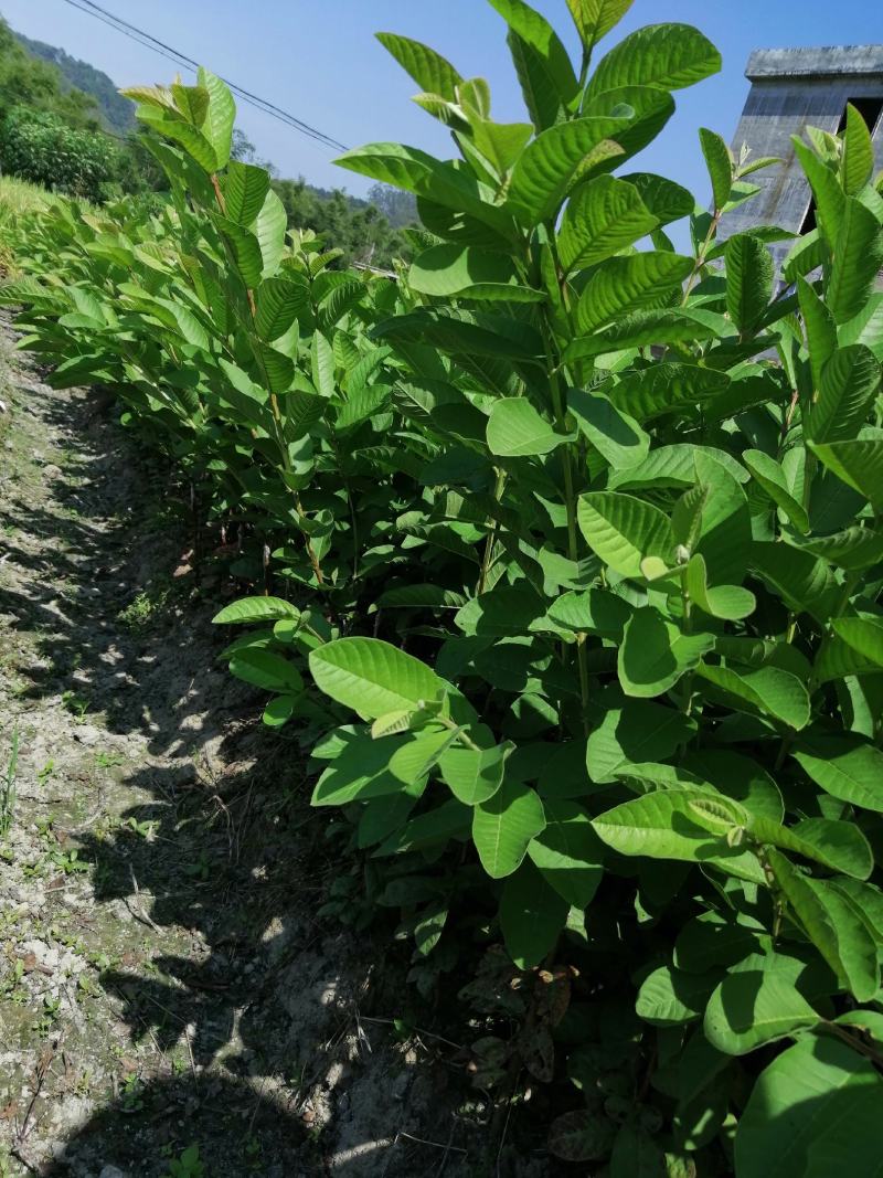 南方水果，台湾四季珍珠番石榴自家基地种植欢迎咨询