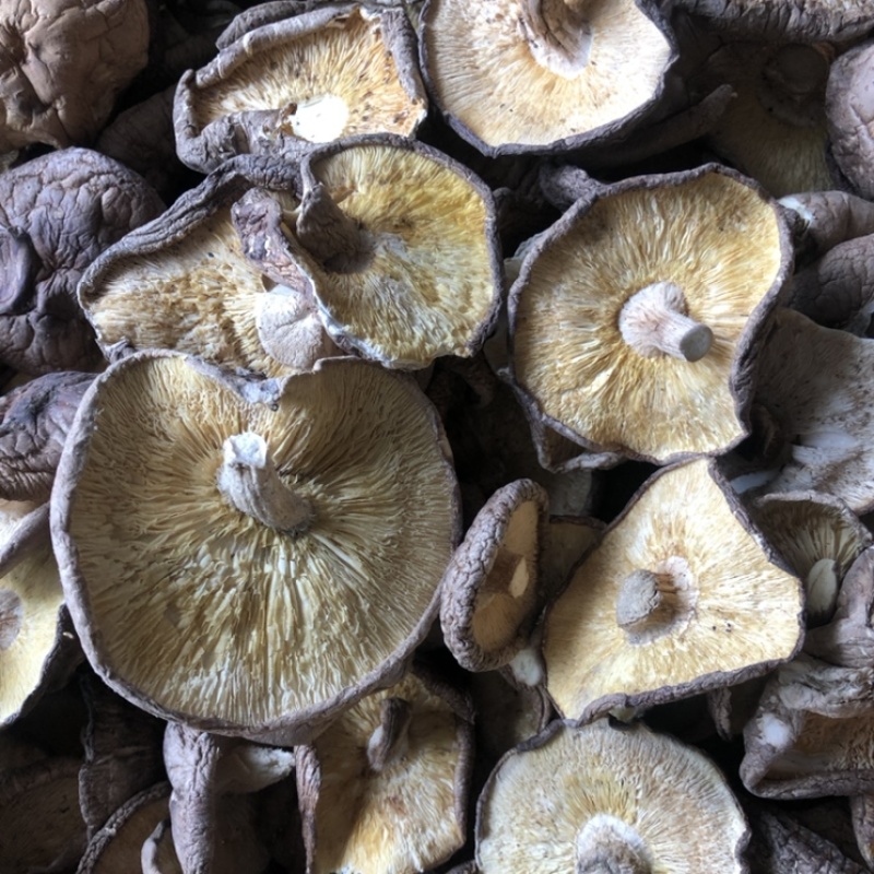 【有新货】21年干香菇薄香菇大开菇散装500g原产地批发