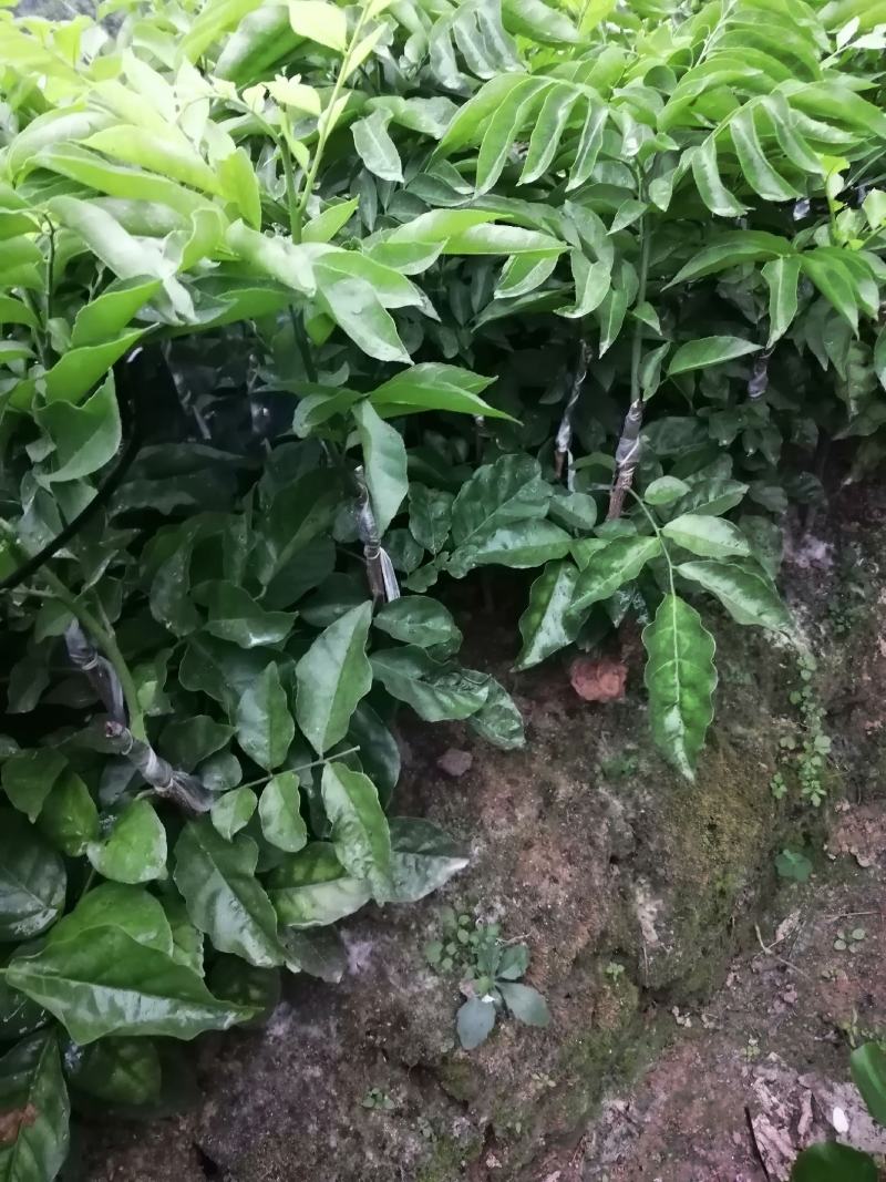 基地直供，提供技术，黄皮果苗50~80cmcm