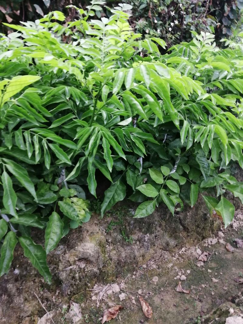 基地直供，提供技术，黄皮果苗50~80cmcm