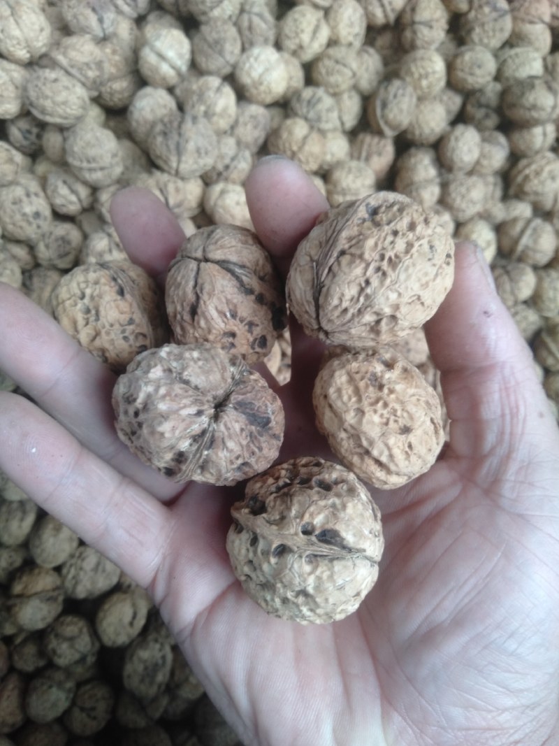 原产地直销，质量保证，价格合理，云南纸皮核桃，薄壳核桃