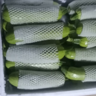 云南高原精品西葫芦大量上市