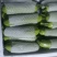 云南高原精品西葫芦大量上市