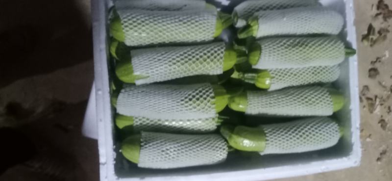 云南高原精品西葫芦大量上市
