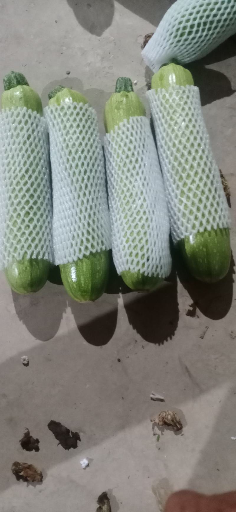 云南高原精品西葫芦大量上市