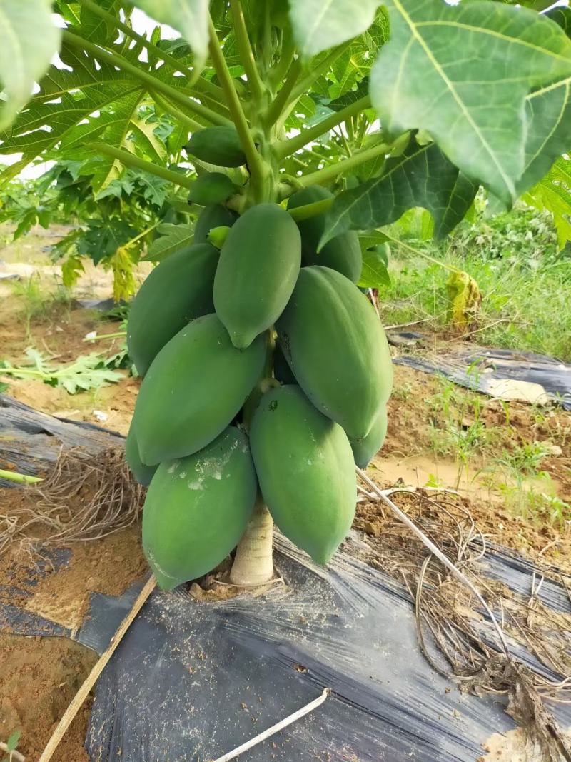 矮化木瓜苗大青木瓜苗水果木瓜红肉阳台盆栽庭院四季种植