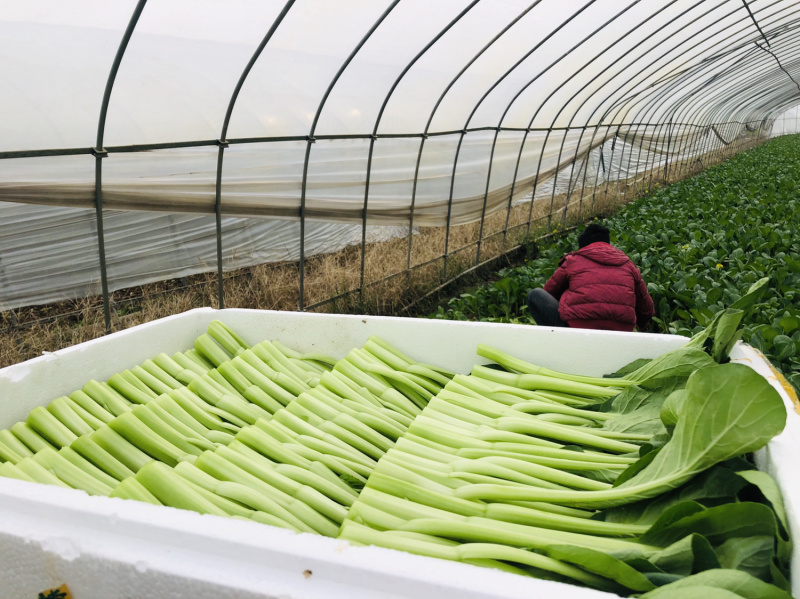武汉菜苔广东甜菜心产地直销供全国电商超市物美价廉