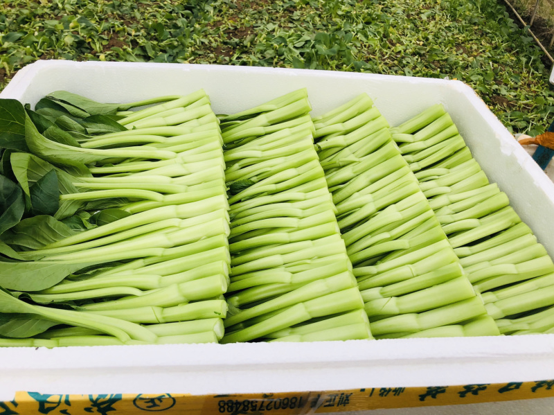 武汉菜苔广东甜菜心产地直销供全国电商超市物美价廉