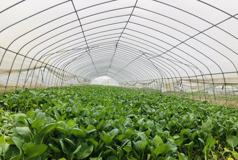 武汉菜苔广东甜菜心产地直销供全国电商超市物美价廉
