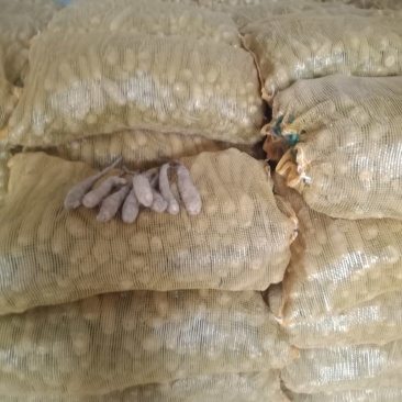 健翔农业合作社大量出售白玉山药苗