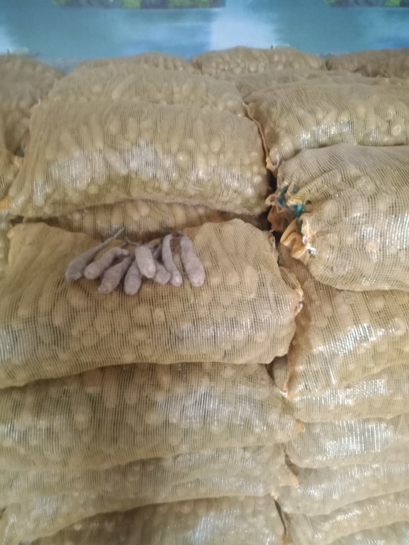 健翔农业合作社大量出售白玉山药苗