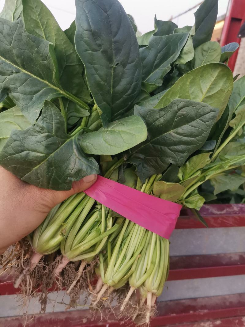 精品菠菜滑县大叶菠菜25到28公分基地直供代发全