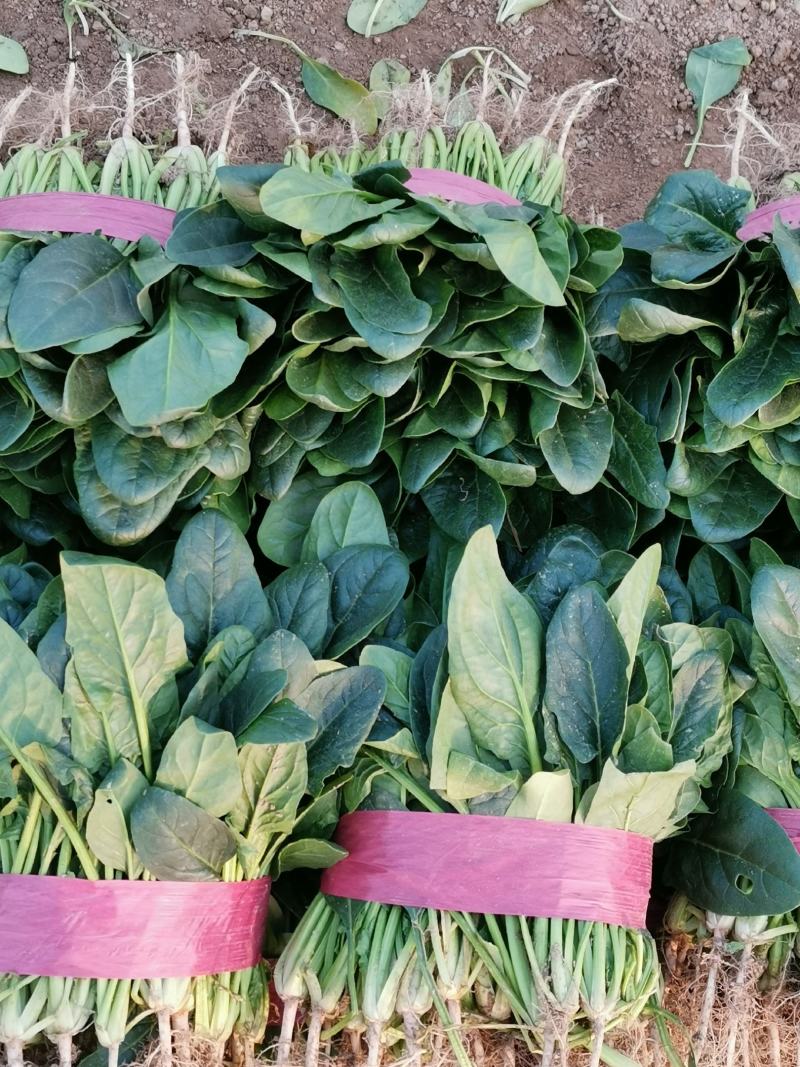 精品菠菜滑县大叶菠菜25到28公分基地直供代发全