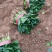 精品菠菜滑县大叶菠菜25到28公分基地直供代发全