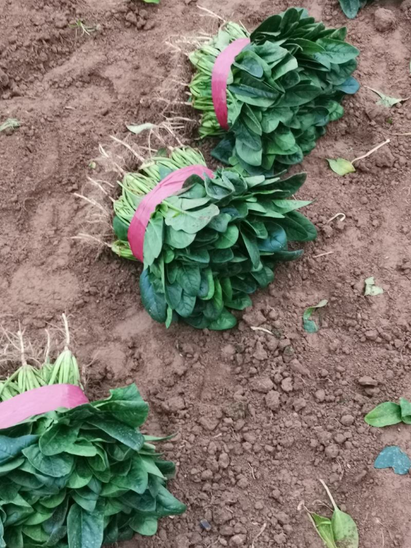 精品菠菜滑县大叶菠菜25到28公分基地直供代发全