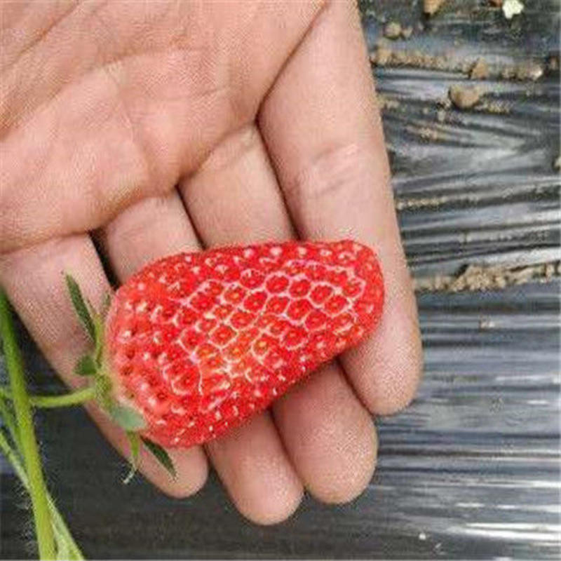 草莓苗四季结果（奶油，红颜，章姬，四季等）现挖现发