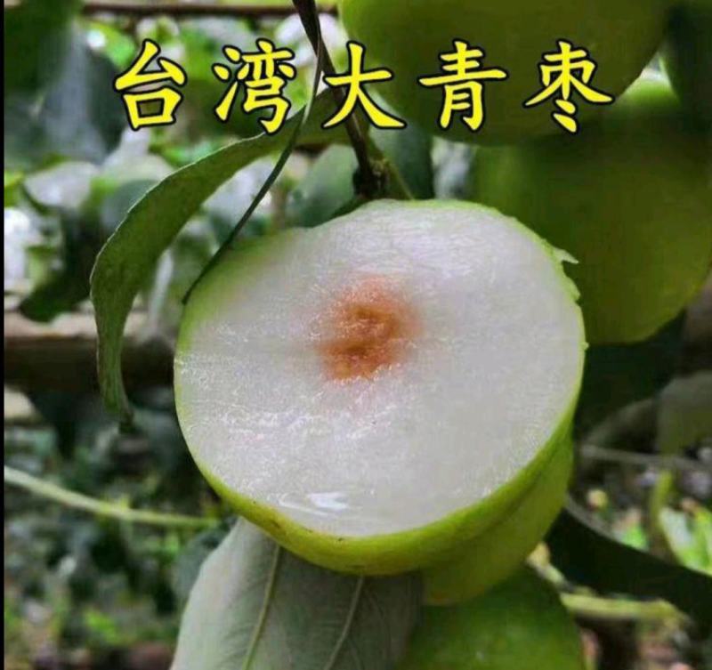 台湾大青枣苗台湾牛奶大青枣嫁接枣树苗贵妃蜜枣脆甜水分多