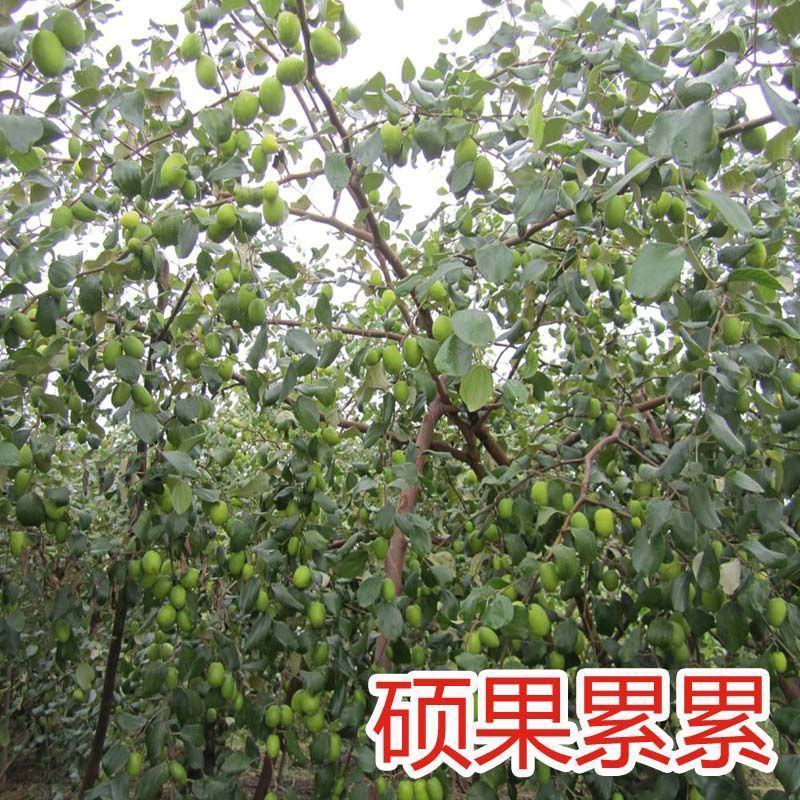 台湾大青枣苗台湾牛奶大青枣嫁接枣树苗贵妃蜜枣脆甜水分多