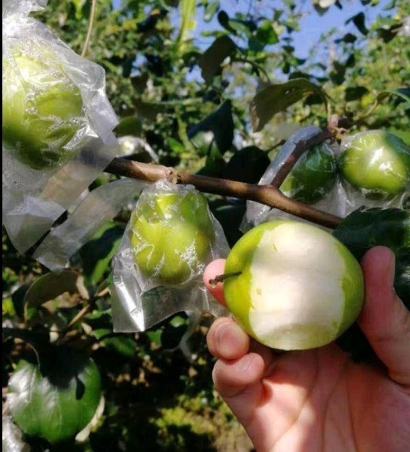 台湾大青枣苗台湾牛奶大青枣嫁接枣树苗贵妃蜜枣脆甜水分多