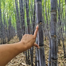 广西黑皮果蔗、产地直销、一手货源，提供反车程