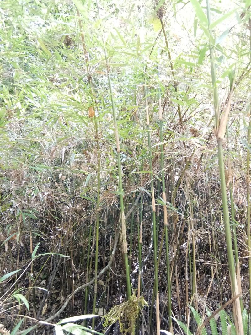 {精选}竹苗云南大理庭院种植，金竹苗欢迎采购