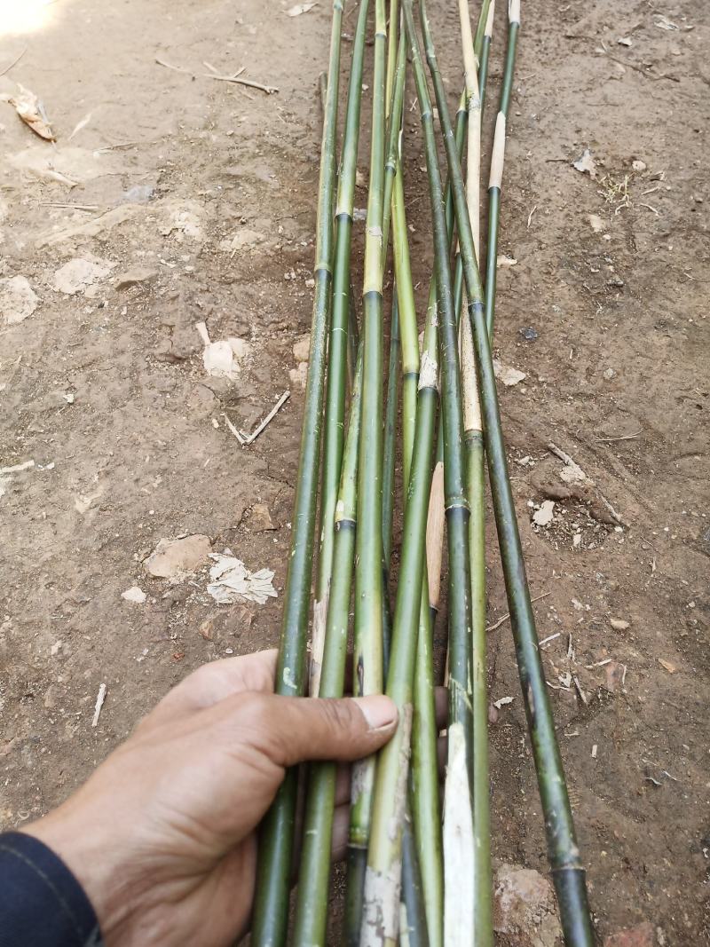 {精选}竹苗云南大理庭院种植，金竹苗欢迎采购