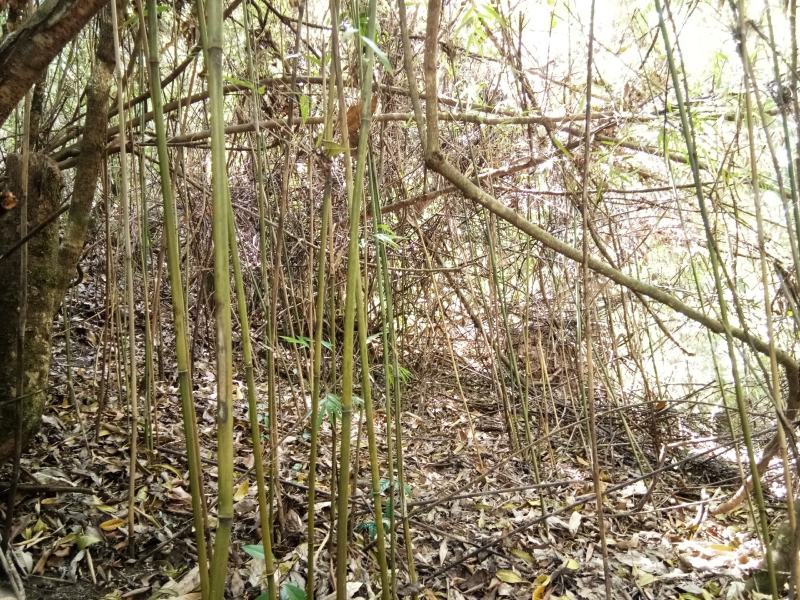 {精选}竹苗云南大理庭院种植，金竹苗欢迎采购