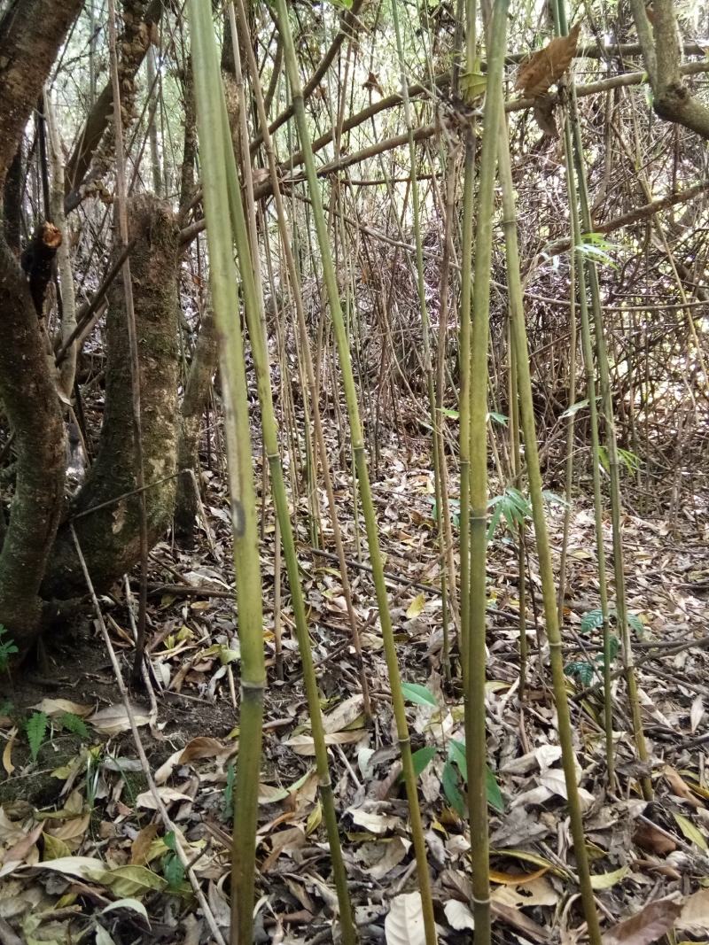 {精选}竹苗云南大理庭院种植，金竹苗欢迎采购