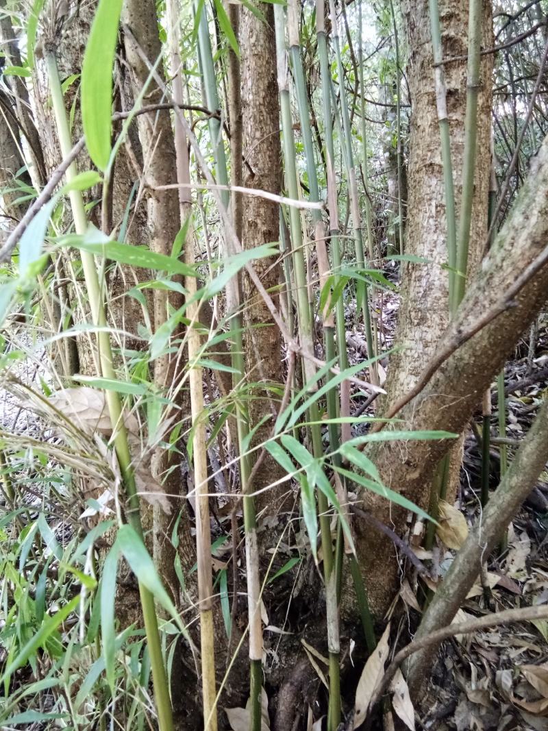 {精选}竹苗云南大理庭院种植，金竹苗欢迎采购