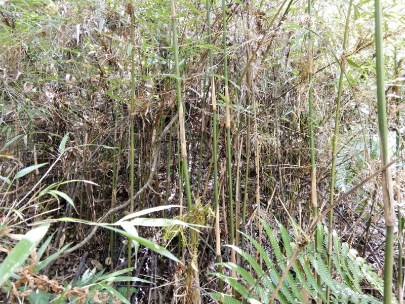 {精选}竹苗云南大理庭院种植，金竹苗欢迎采购