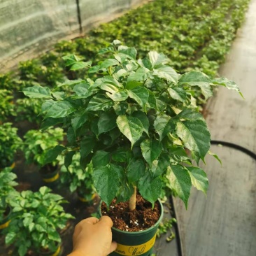 新品幸福树，迷你小盆栽。质量保证，基地直发。