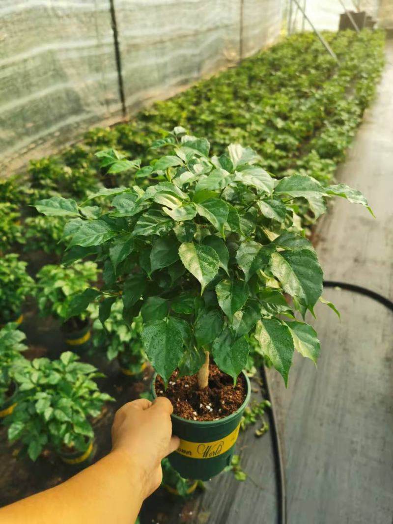 新品幸福树，迷你小盆栽。质量保证，基地直发。