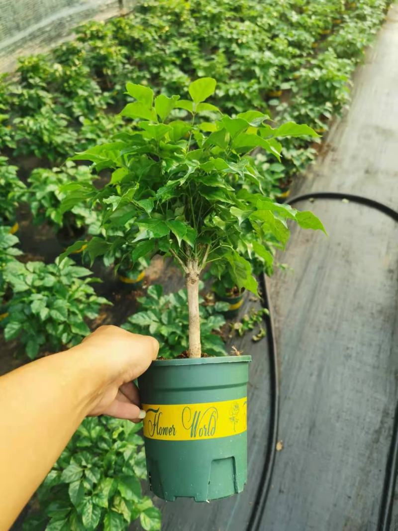 新品幸福树，迷你小盆栽。质量保证，基地直发。