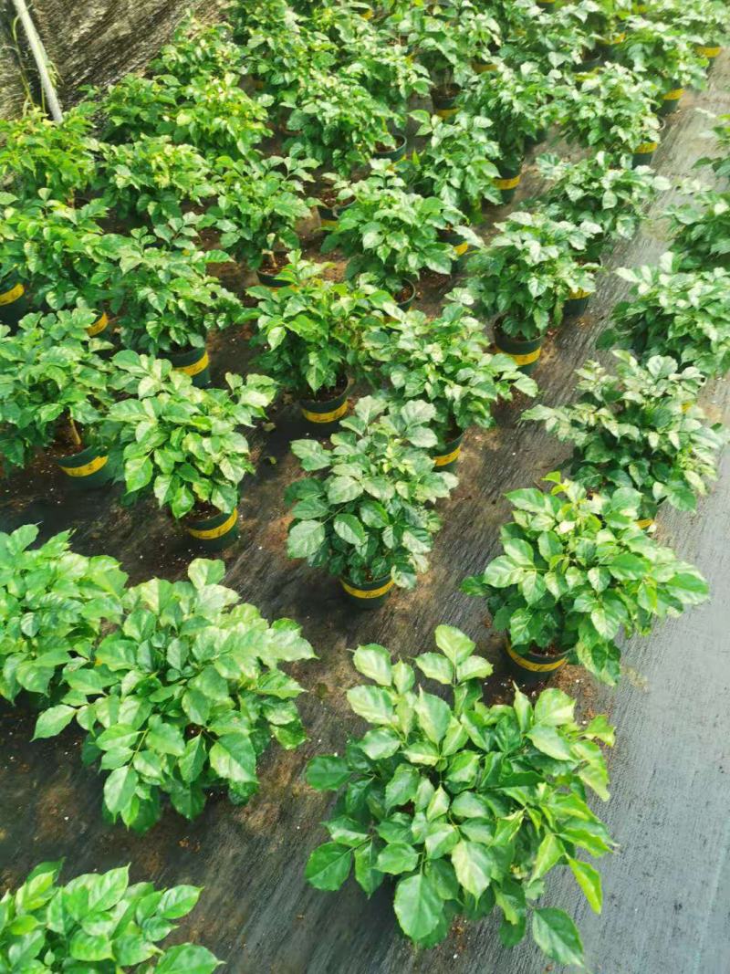 新品幸福树，迷你小盆栽。质量保证，基地直发。
