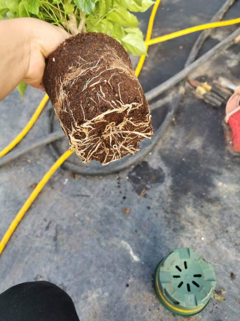 新品幸福树，迷你小盆栽。质量保证，基地直发。