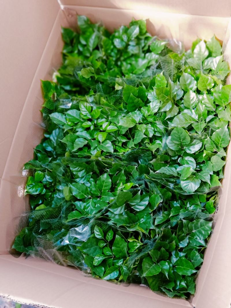 新品幸福树，迷你小盆栽。质量保证，基地直发。