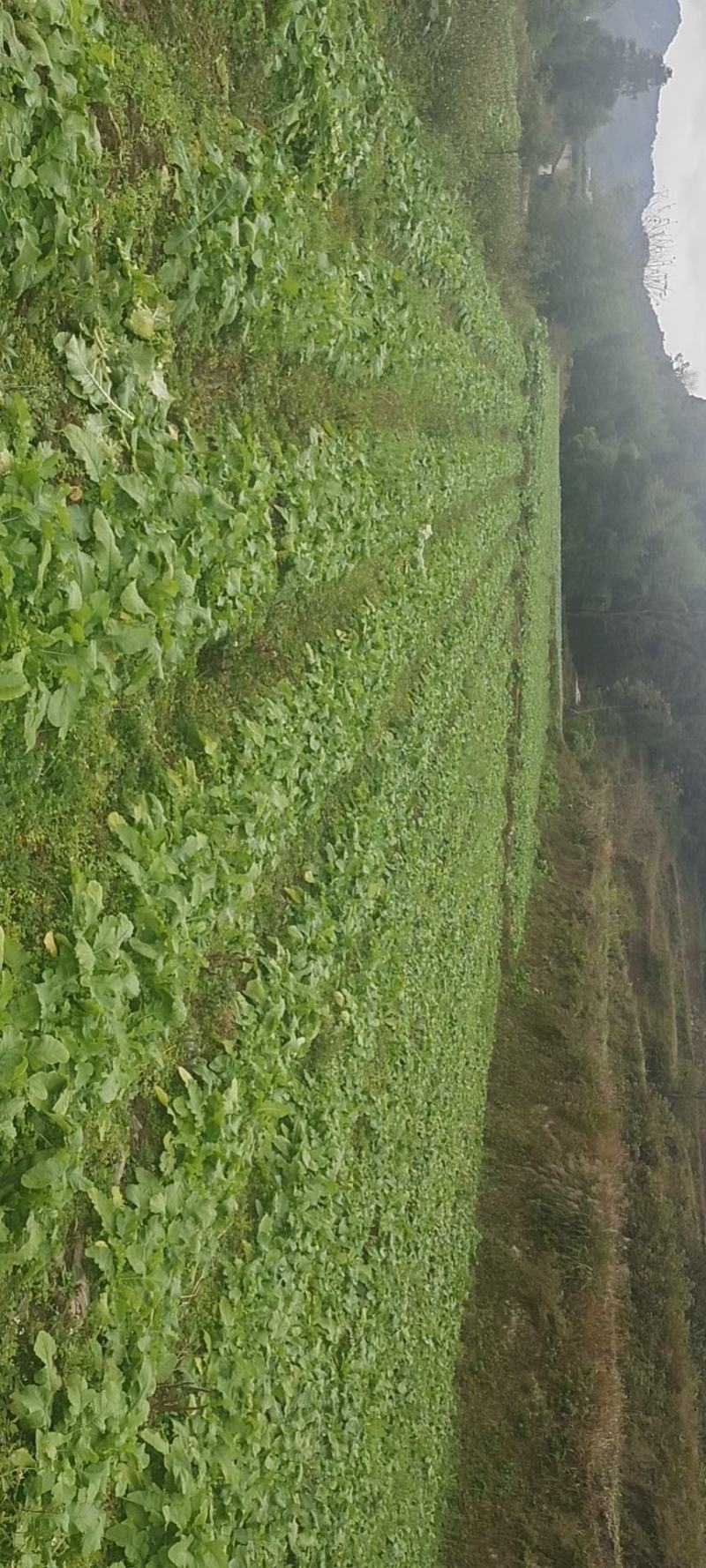 基地直供，价格从优，保质保量，