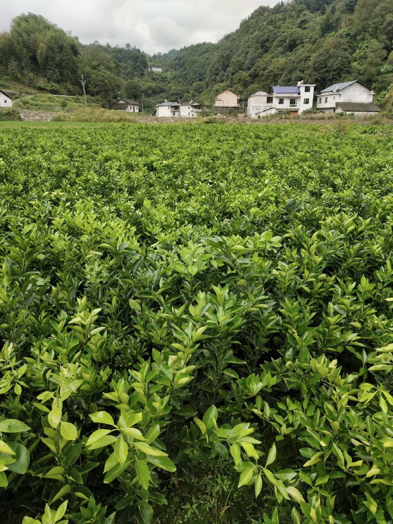 纽荷尔脐橙苗，品质纯正假一赔十