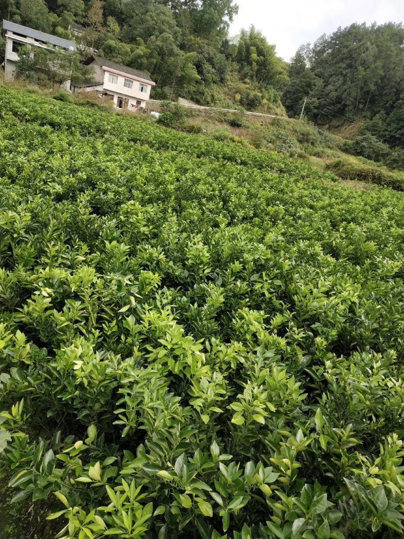 纽荷尔脐橙苗，品质纯正假一赔十