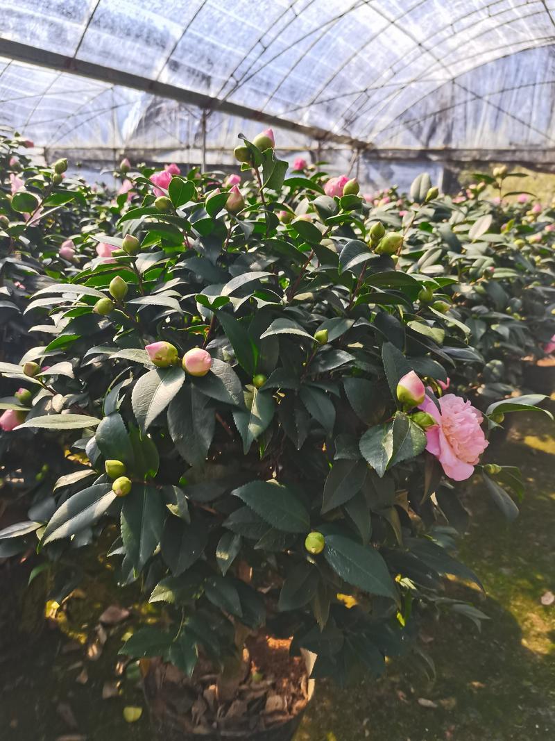 茶花盆栽树苗当年开花绿植物花卉玫瑰花盆栽室内