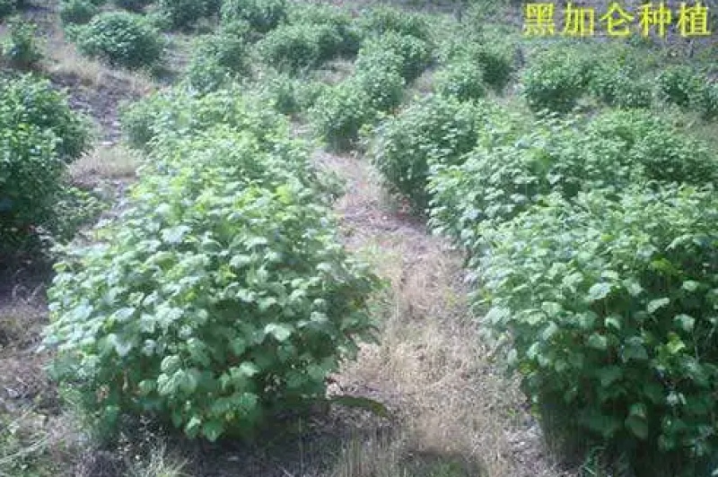 黑加仑苗，保证品质，现挖现发，死苗补发，自家培育