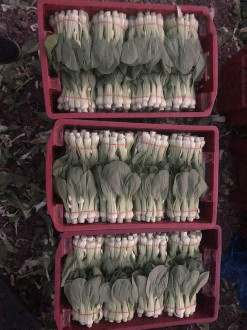 叶菜类，常年大量供应，有实力的朋友骚扰