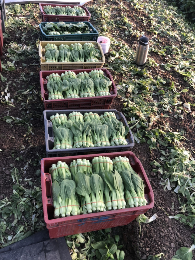 叶菜类，常年大量供应，有实力的朋友骚扰