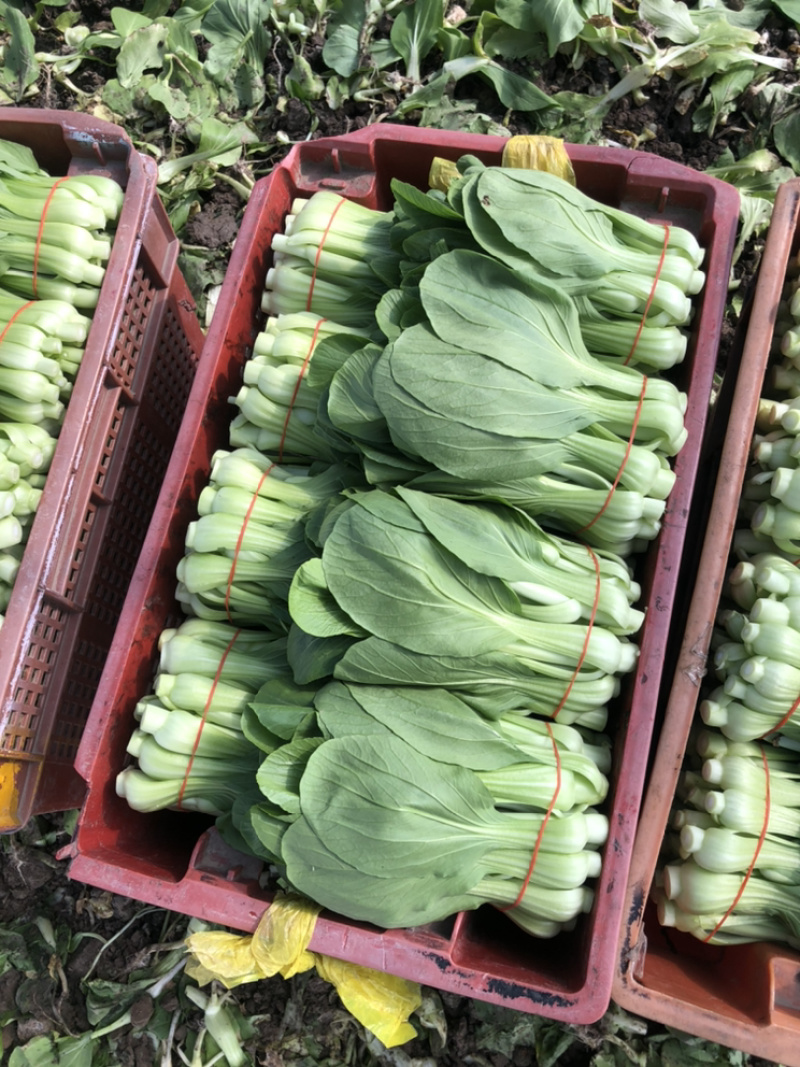 叶菜类，常年大量供应，有实力的朋友骚扰