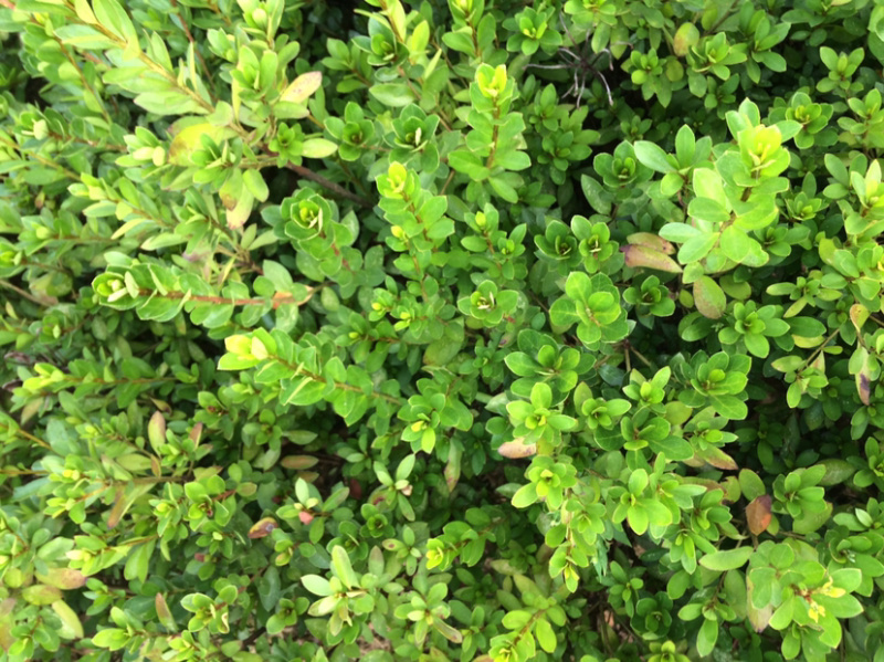 夏鹃苗，苗子粗壮，根系发达，农户直销。。