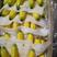 【爆款】精品香蕉全国接单视频看货量大优惠