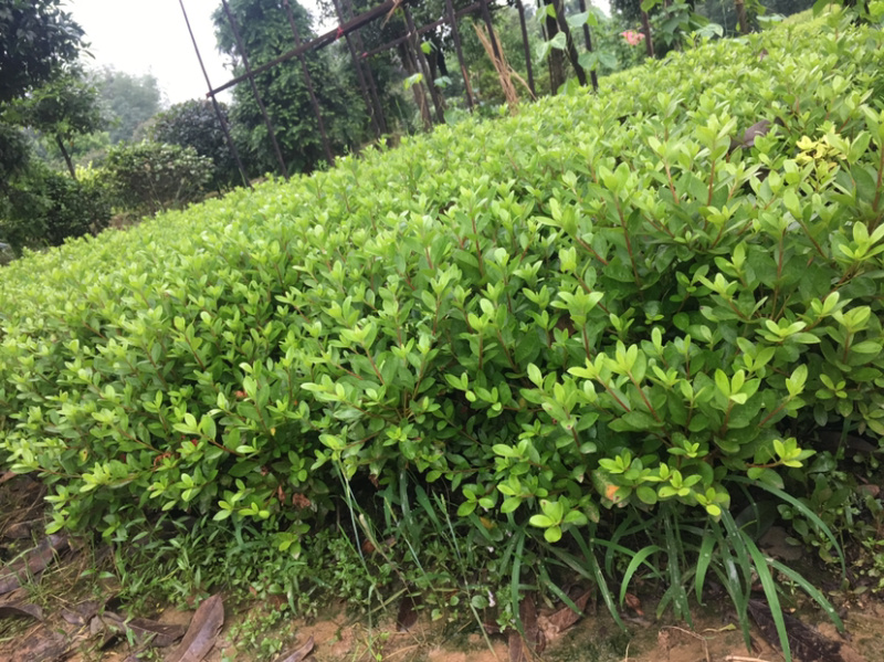 夏鹃苗，苗子粗壮，根系发达，农户直销。。